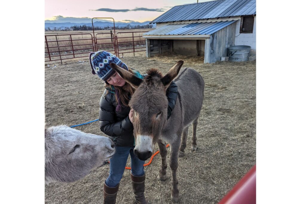 two donkeys and a person in early spring