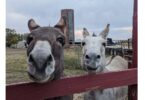 two donkey noses