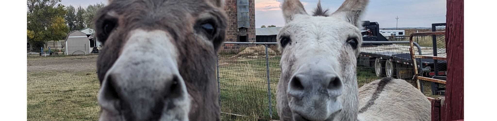 two donkey noses