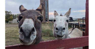 two donkey noses