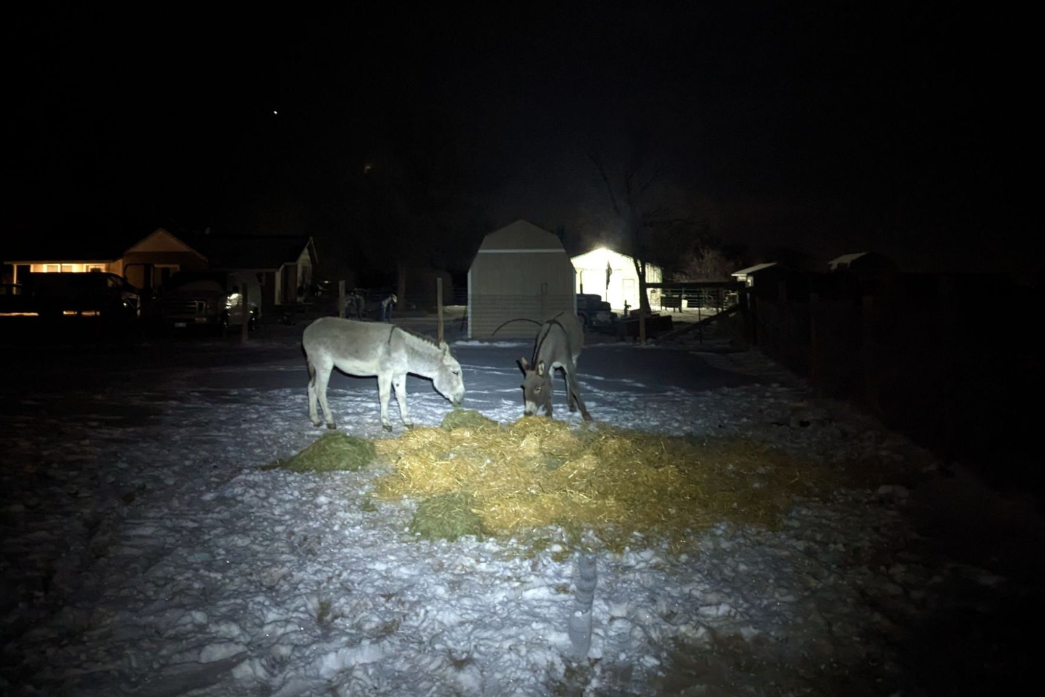 Donkey Care in Extremely Cold Conditions - Horse Rookie