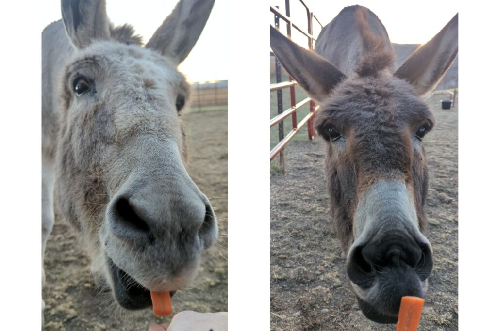 two donkeys eating carrots