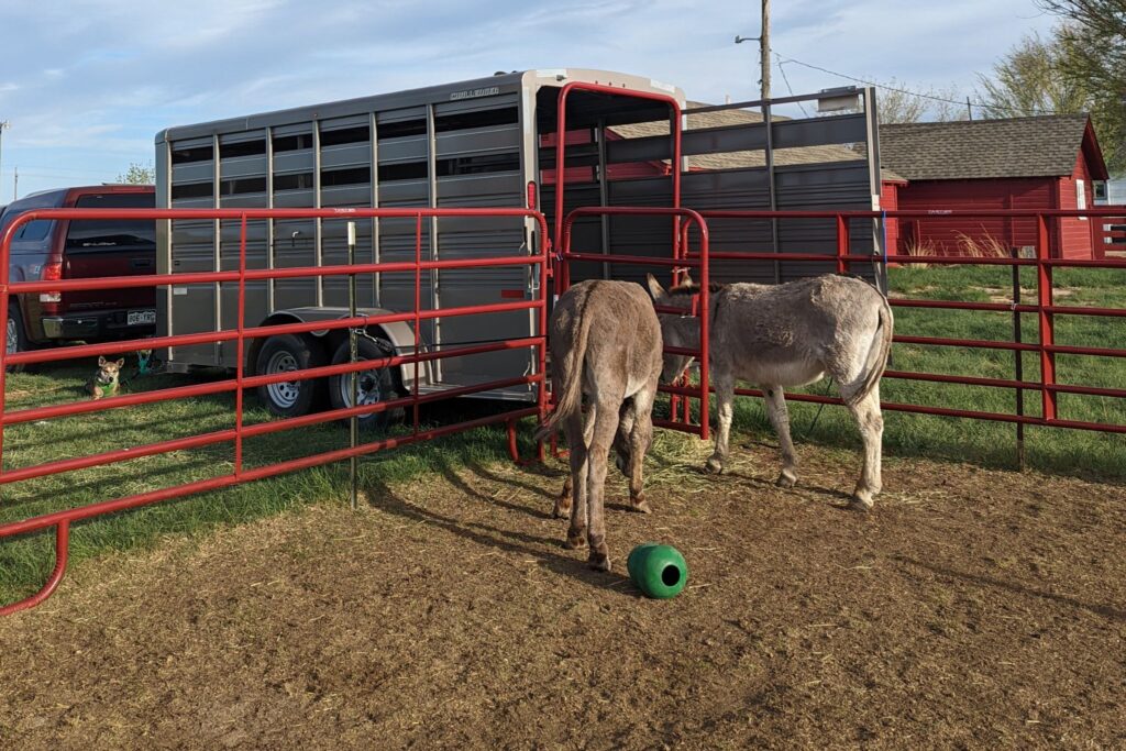 two donkeys investigating a trailer