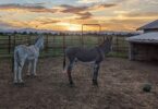 two donkeys looking off into the sunset