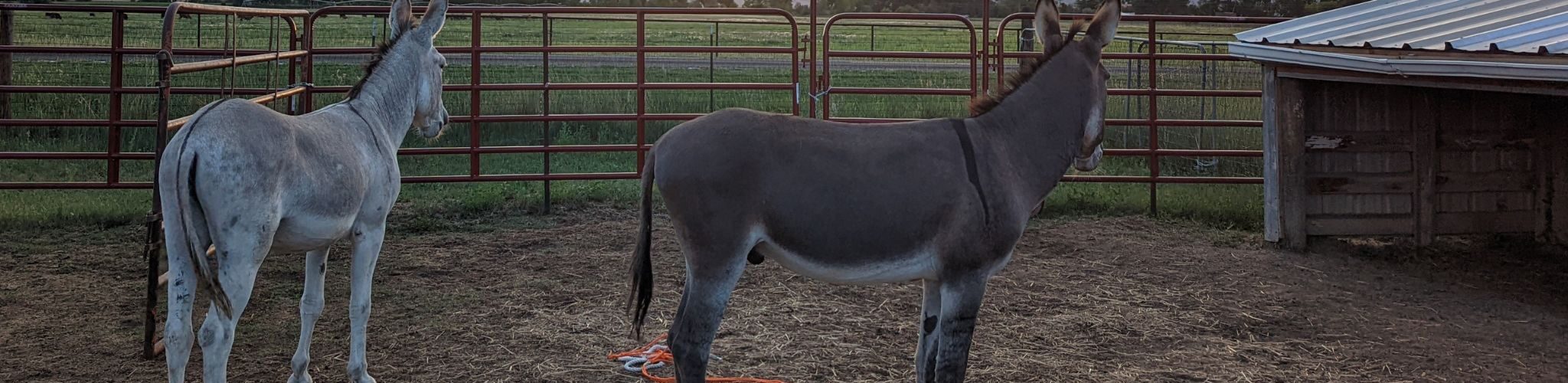 two donkeys looking off into the sunset