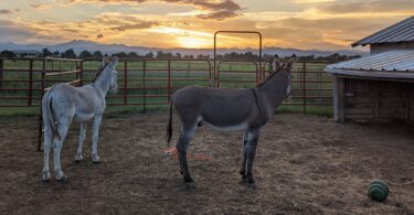 two donkeys looking off into the sunset