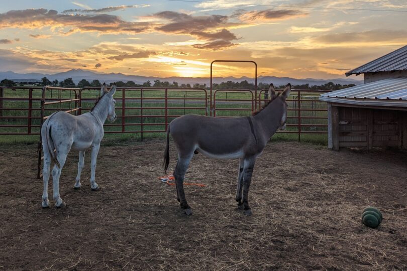 two donkeys looking off into the sunset