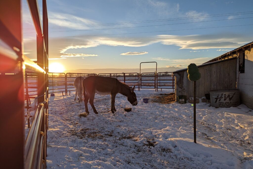 Donkey Care in Extremely Cold Conditions - Horse Rookie