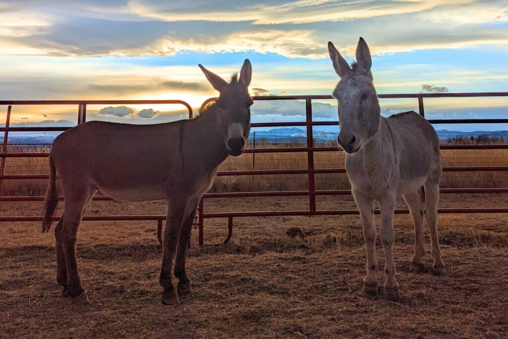 two donkeys with pretty clouds in background