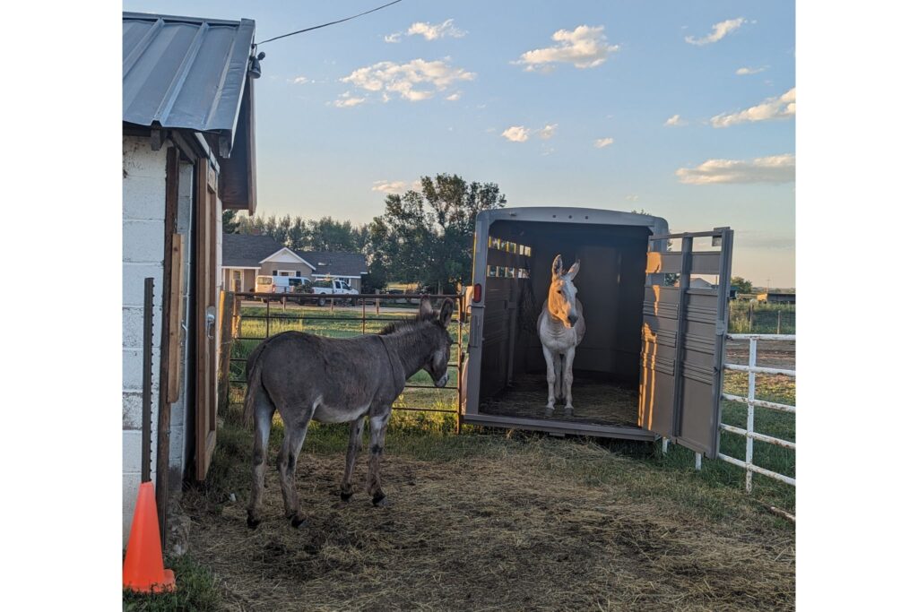 two donkeys and a trailer