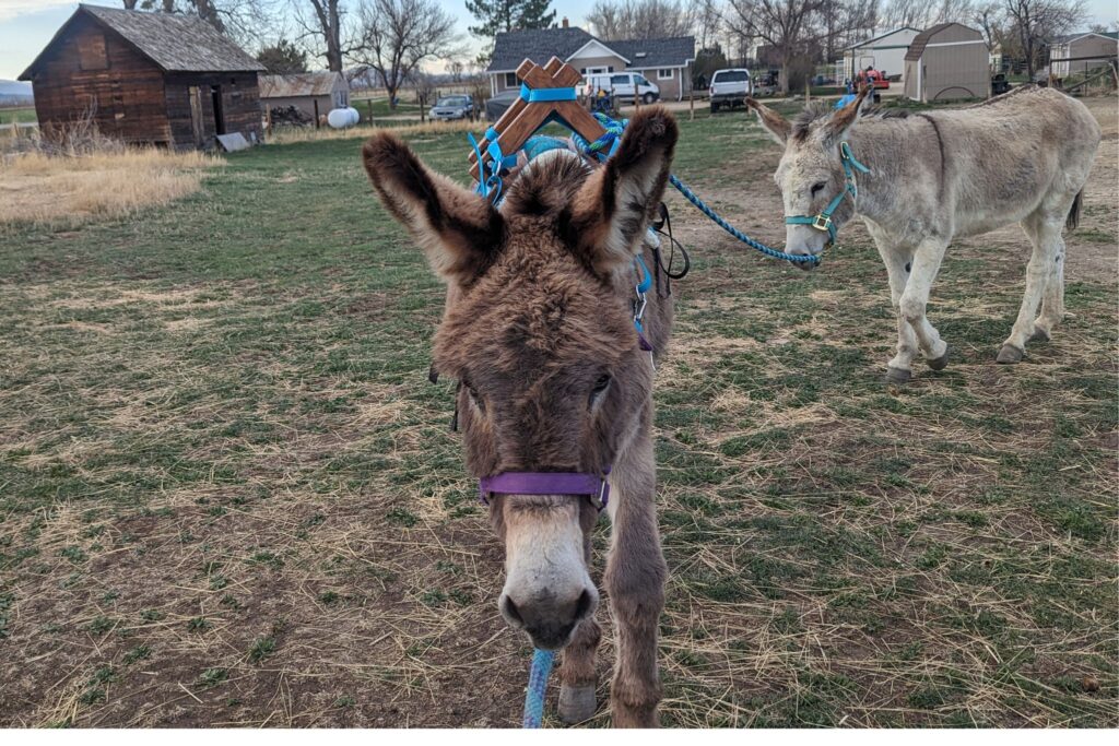 two donkeys being led