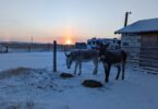 donkeys eating hay at sunrise