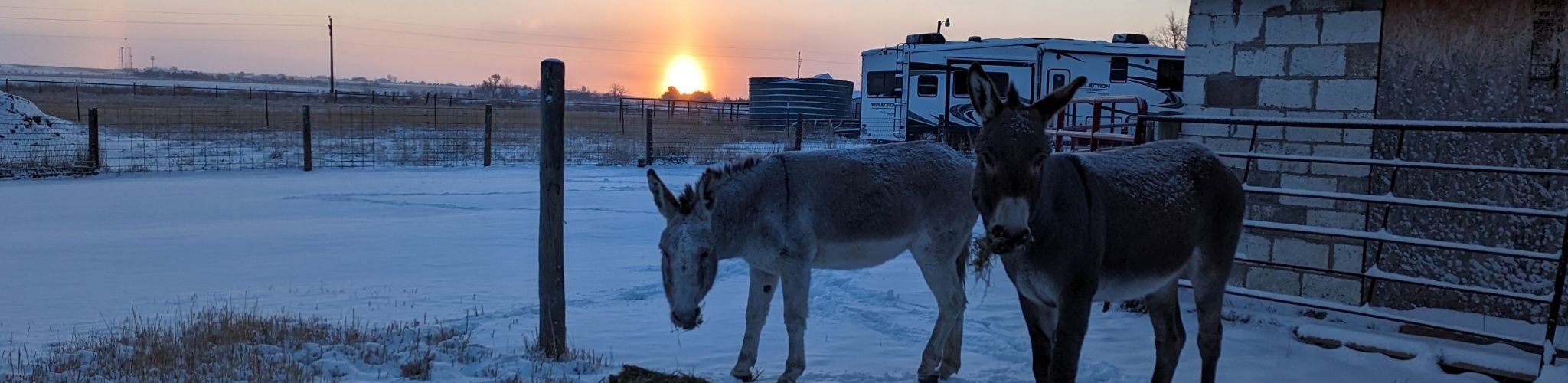 donkeys eating hay at sunrise