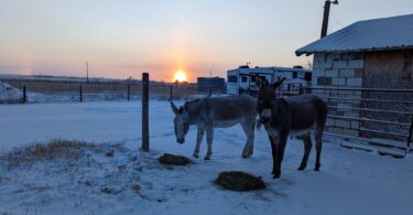 donkeys eating hay at sunrise