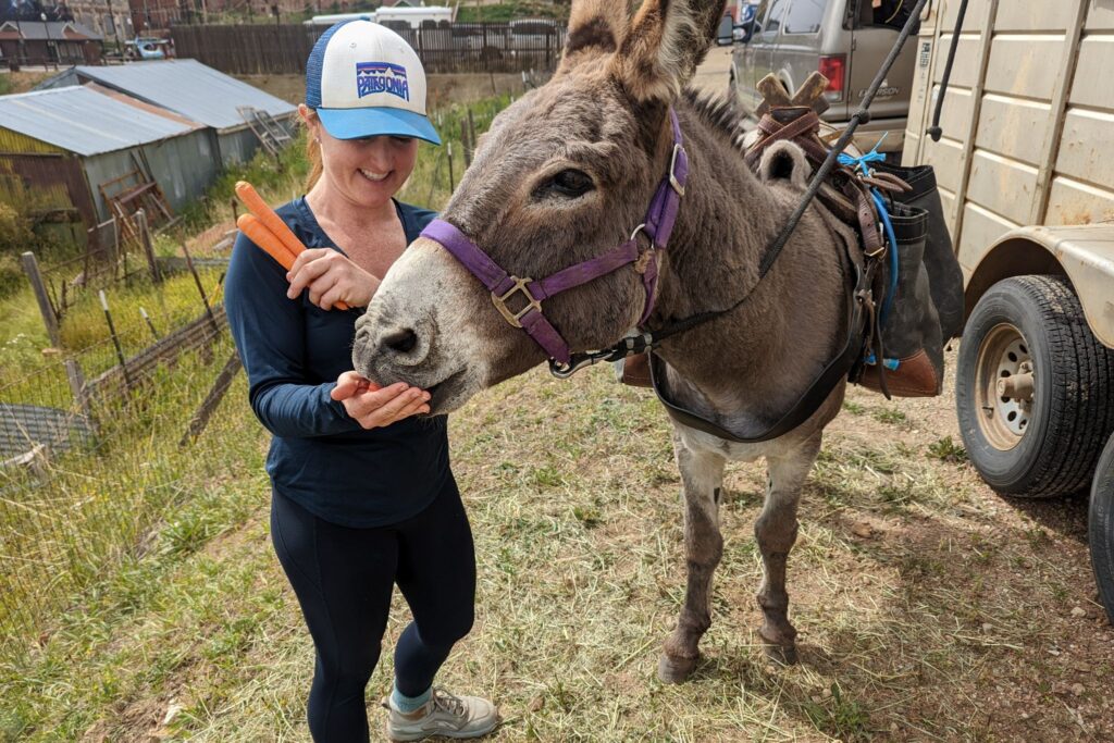 feeding donkey carrots