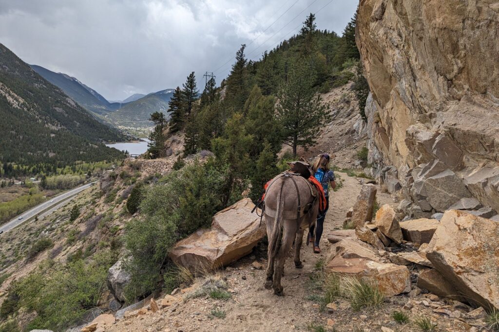 pack burro race in georgetown, CO