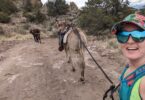 pack burro racing in colorado