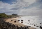 group of horses and riders on the beach in south africa