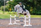 woman jumping on a gray horse