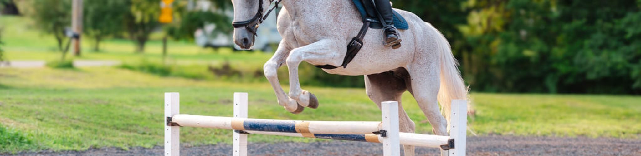 woman jumping on a gray horse