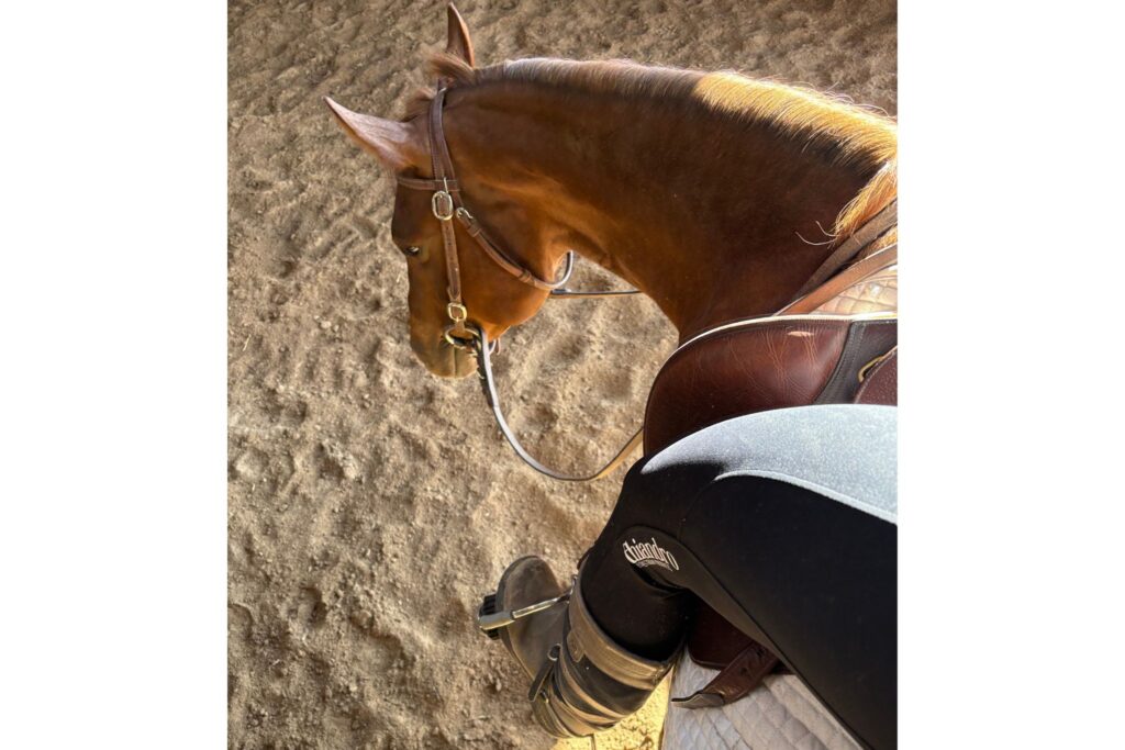 horse head and riders leg