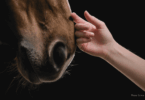 boy petting horse