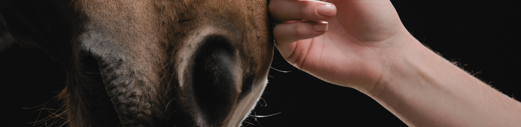 boy petting horse
