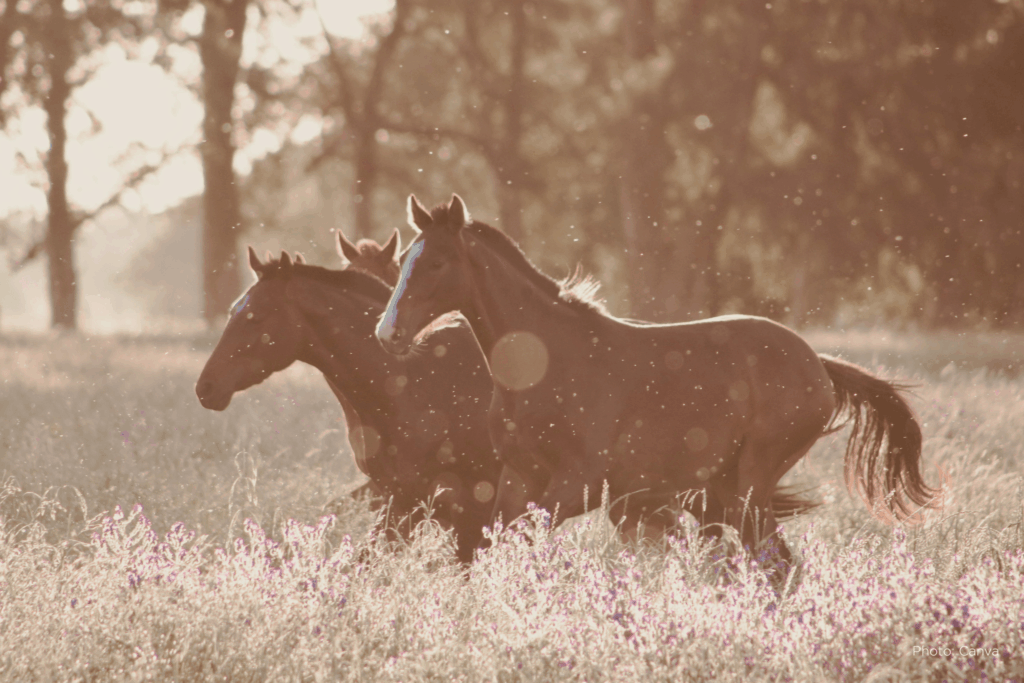 horses running