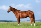 horse sales photo