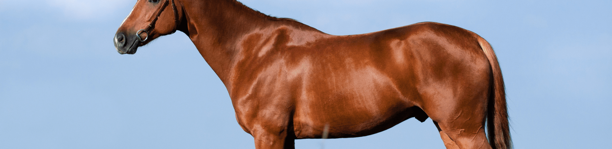 horse sales photo